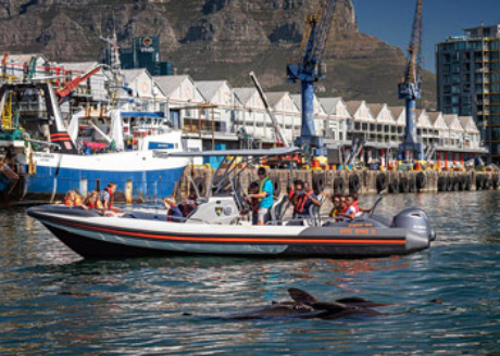 Winelands + Marine Wildlife Cruise